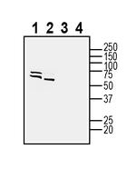 Tetraspanin 2 (extracellular) Antibody in Western Blot (WB)