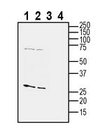Tetraspanin 2 (extracellular) Antibody in Western Blot (WB)