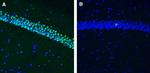Neuronal Pentraxin 2 (NPTX2) Antibody in Immunohistochemistry (Frozen) (IHC (F))
