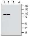 Neuronal Pentraxin Receptor (NPTXR) (extracellular) Antibody in Western Blot (WB)