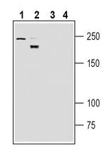 Neogenin (extracellular) Antibody in Western Blot (WB)