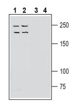 Neogenin (extracellular) Antibody in Western Blot (WB)