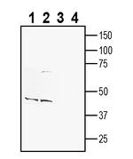 CADM1/SynCAM (extracellular) Antibody in Western Blot (WB)