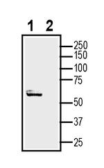 CADM1/SynCAM (extracellular) Antibody in Western Blot (WB)