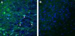 MEGF10 (extracellular) Antibody in Immunohistochemistry (Frozen) (IHC (F))
