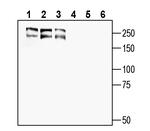 MEGF10 (extracellular) Antibody in Western Blot (WB)