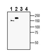 MEGF10 (extracellular) Antibody in Western Blot (WB)