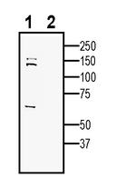 SEZ6 (extracellular) Antibody in Western Blot (WB)