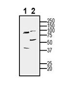 CD63 (extracellular) Antibody in Western Blot (WB)