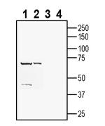 CD63 (extracellular) Antibody in Western Blot (WB)