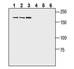 SLIT1 Antibody in Western Blot (WB)