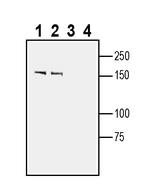 SLIT1 Antibody in Western Blot (WB)