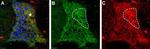 proNT-3 Polyclonal Antibody