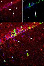GDNF Antibody in Immunohistochemistry (Frozen) (IHC (F))