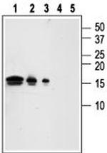 GDNF Antibody in Western Blot (WB)