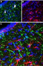 Neurotensin Receptor 2 Antibody in Immunohistochemistry (Frozen) (IHC (F))