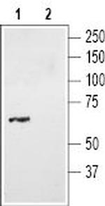 Neurotensin Receptor 2 Antibody in Western Blot (WB)
