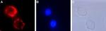 TrkA (extracellular) Polyclonal Antibody