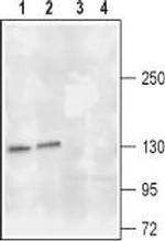 TrkA (extracellular) Antibody in Western Blot (WB)