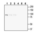 TrkB (extracellular) Antibody in Western Blot (WB)