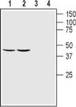 GFR alpha 1 (extracellular) Antibody in Western Blot (WB)