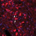 GFR alpha 4 (extracellular) Antibody in Immunohistochemistry (Frozen) (IHC (F))