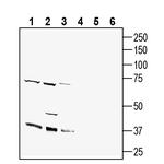 GFRAL (extracellular) Antibody in Western Blot (WB)