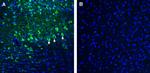 CART Antibody in Immunohistochemistry (Frozen) (IHC (F))