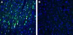 CART Antibody in Immunohistochemistry (Frozen) (IHC (F))