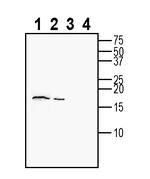 CART Antibody in Western Blot (WB)