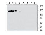 SLC28A3/CNT3 (extracellular) Polyclonal Antibody
