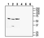 CD157/BST1 (extracellular) Antibody in Western Blot (WB)