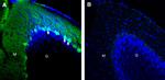 CD38 (extracellular) Antibody in Immunohistochemistry (Frozen) (IHC (F))