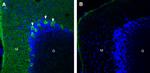 CD38 (extracellular) Antibody in Immunohistochemistry (Frozen) (IHC (F))