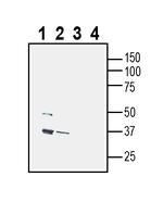 CD38 (extracellular) Antibody in Western Blot (WB)