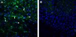 ENPP1 (extracellular) Antibody in Immunohistochemistry (Frozen) (IHC (F))