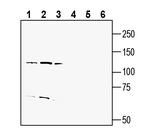 ENPP1 (extracellular) Antibody in Western Blot (WB)