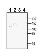 ENPP1 (extracellular) Antibody in Western Blot (WB)