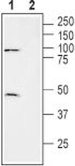 xCT/SLC7A11 (extracellular) Antibody in Western Blot (WB)
