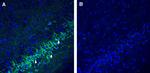 SLC25A22 (GC1) Antibody in Immunohistochemistry (Frozen) (IHC (F))