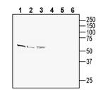 SLC25A22 (GC1) Antibody in Western Blot (WB)
