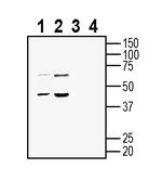 SLC25A22 (GC1) Antibody in Western Blot (WB)