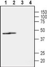 NIPA2 (extracellular) Antibody in Western Blot (WB)