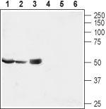 MRS2 Polyclonal Antibody