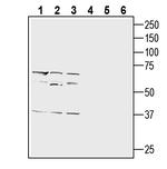 SLC10A4 (extracellular) Antibody in Western Blot (WB)