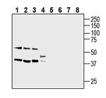 SLC10A4 (extracellular) Antibody in Western Blot (WB)