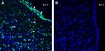 SLC38A2 (SNAT2) Antibody in Immunohistochemistry (Frozen) (IHC (F))