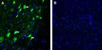 SLC38A2 (SNAT2) Antibody in Immunohistochemistry (Frozen) (IHC (F))