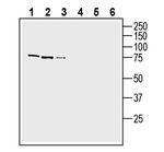 SLC38A2 (SNAT2) Antibody in Western Blot (WB)