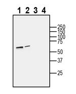 SLC3A2 (CD98) (extracellular) Antibody in Western Blot (WB)